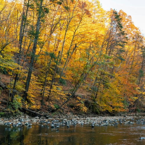 ctstam contact us and help save the allegheny mountains